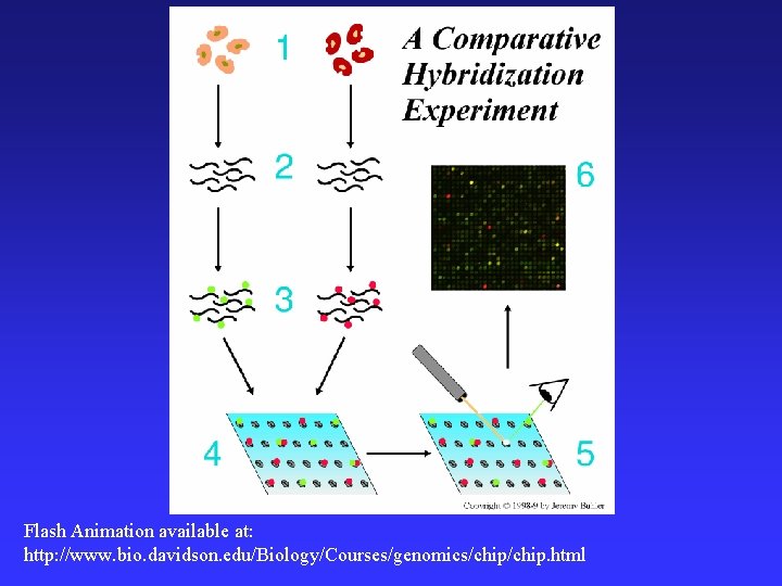 Flash Animation available at: http: //www. bio. davidson. edu/Biology/Courses/genomics/chip. html 