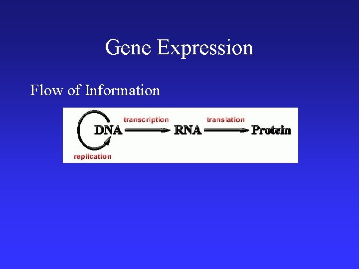 Gene Expression Flow of Information 