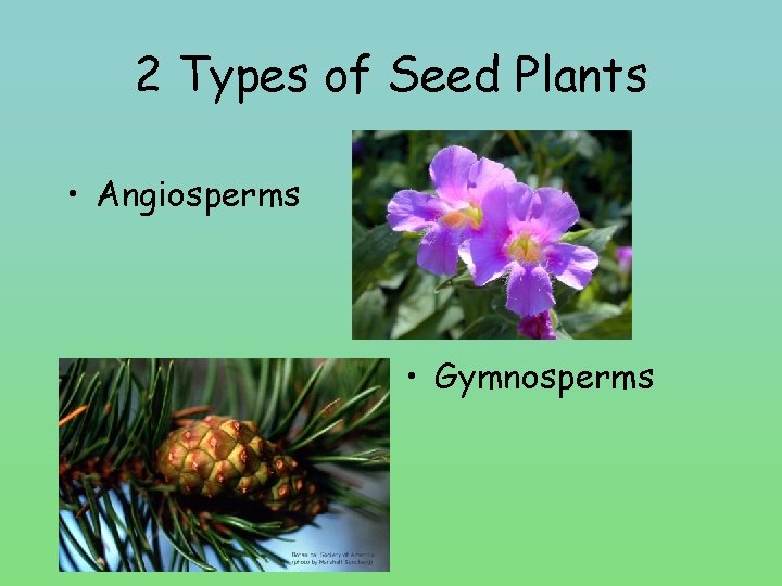 2 Types of Seed Plants • Angiosperms • Gymnosperms 