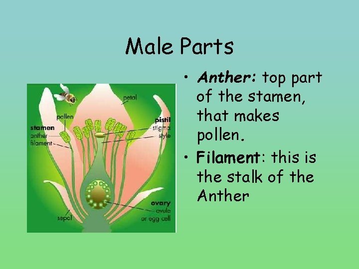 Male Parts • Anther: top part of the stamen, that makes pollen. • Filament: