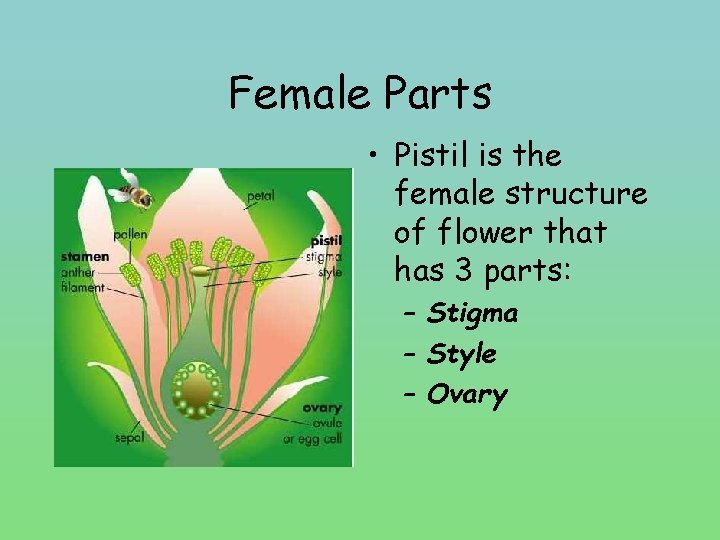 Female Parts • Pistil is the female structure of flower that has 3 parts: