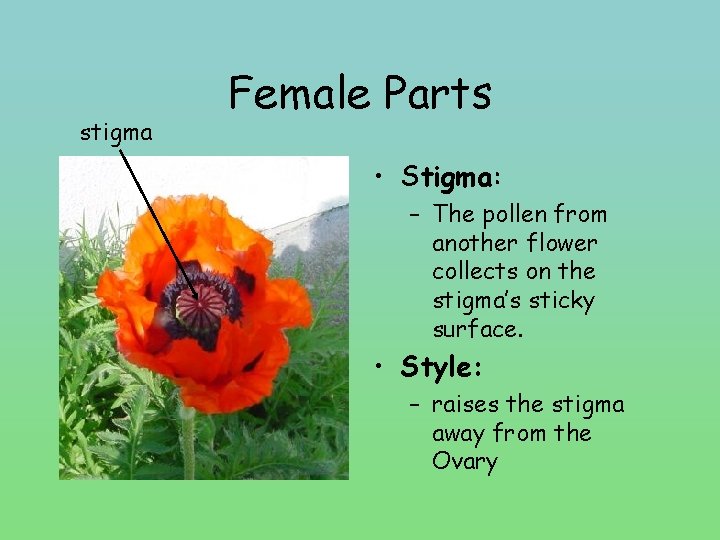 stigma Female Parts • Stigma: – The pollen from another flower collects on the