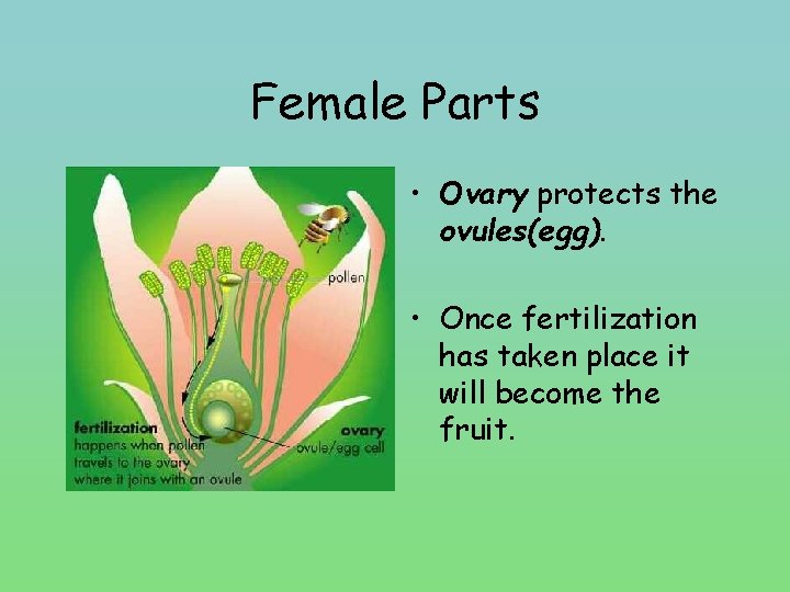 Female Parts • Ovary protects the ovules(egg). • Once fertilization has taken place it