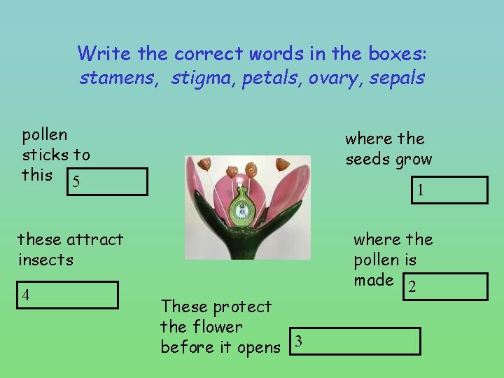 Write the correct words in the boxes: stamens, stigma, petals, ovary, sepals pollen sticks