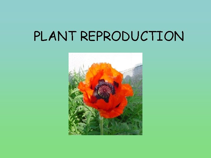 PLANT REPRODUCTION 