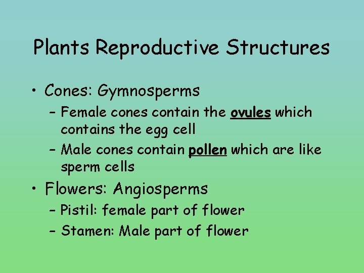 Plants Reproductive Structures • Cones: Gymnosperms – Female cones contain the ovules which contains