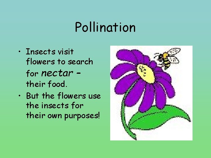 Pollination • Insects visit flowers to search for nectar – their food. • But