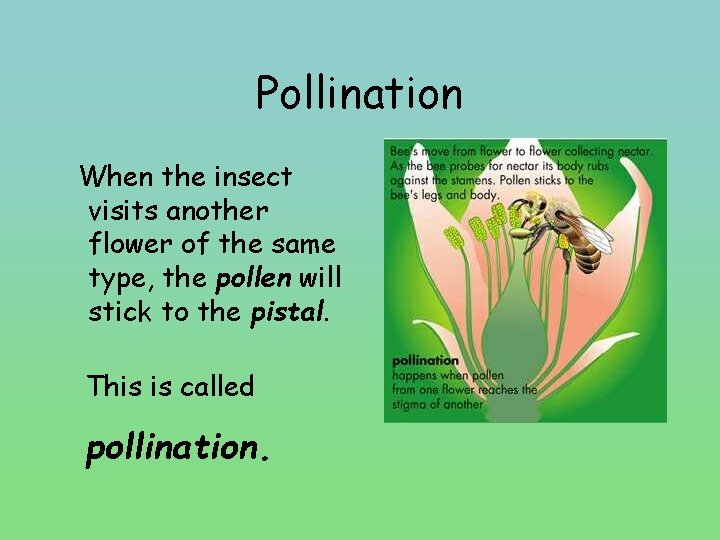 Pollination When the insect visits another flower of the same type, the pollen will