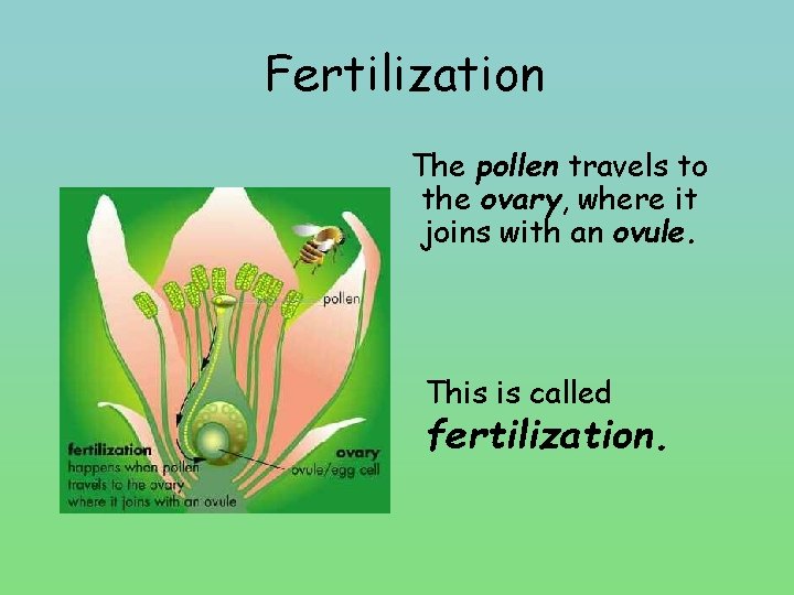 Fertilization The pollen travels to the ovary, where it joins with an ovule. This