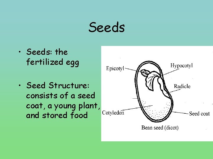 Seeds • Seeds: the fertilized egg • Seed Structure: consists of a seed coat,