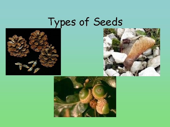 Types of Seeds 