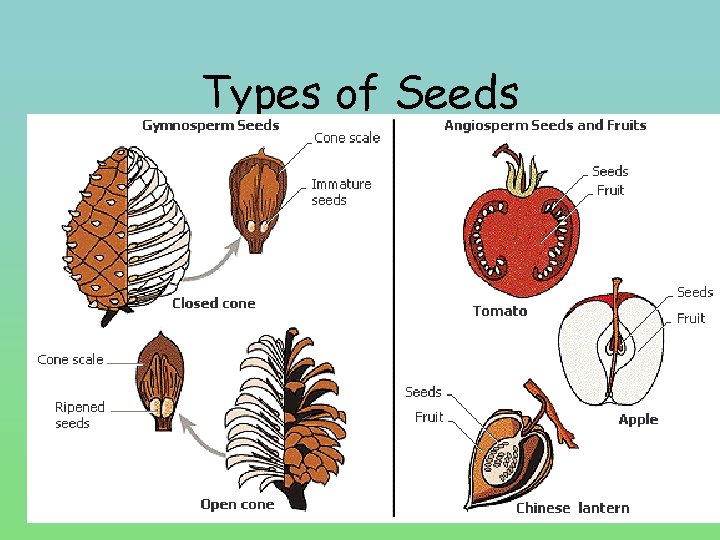 Types of Seeds 