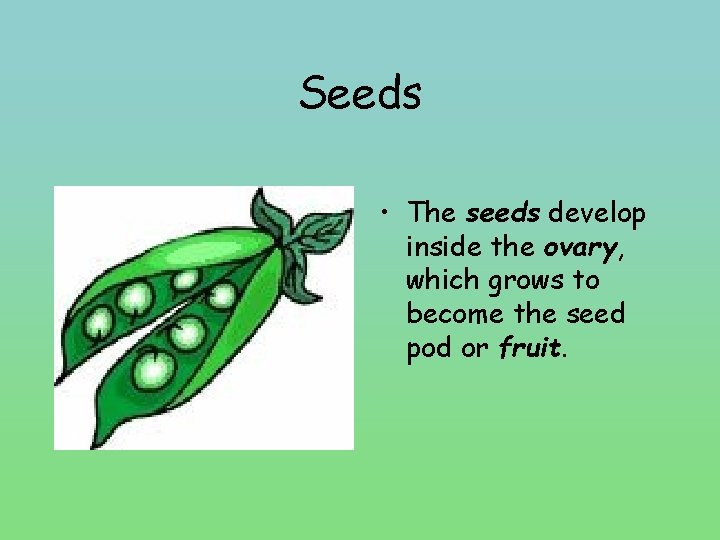 Seeds • The seeds develop inside the ovary, which grows to become the seed