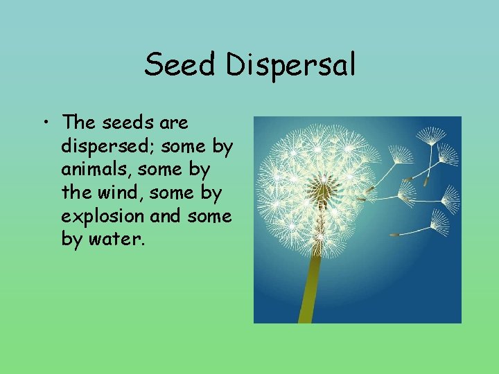 Seed Dispersal • The seeds are dispersed; some by animals, some by the wind,