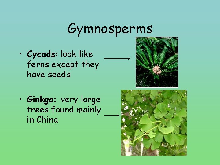 Gymnosperms • Cycads: look like ferns except they have seeds • Ginkgo: very large