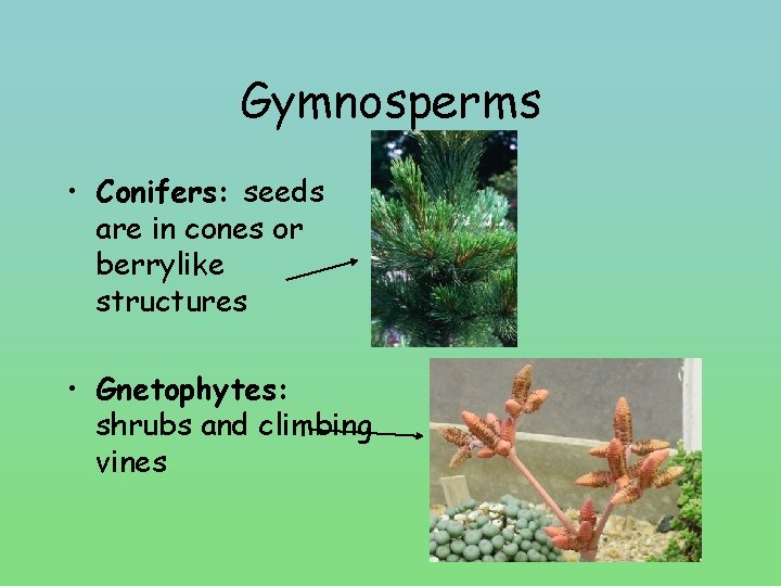 Gymnosperms • Conifers: seeds are in cones or berrylike structures • Gnetophytes: shrubs and