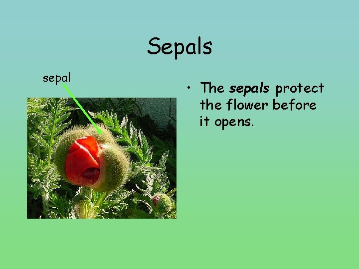 Sepals sepal • The sepals protect the flower before it opens. 
