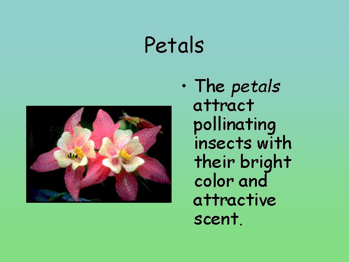 Petals • The petals attract pollinating insects with their bright color and attractive scent.