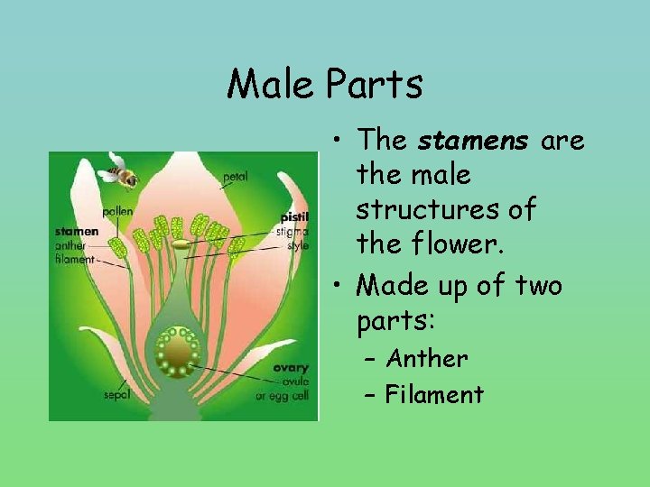 Male Parts • The stamens are the male structures of the flower. • Made