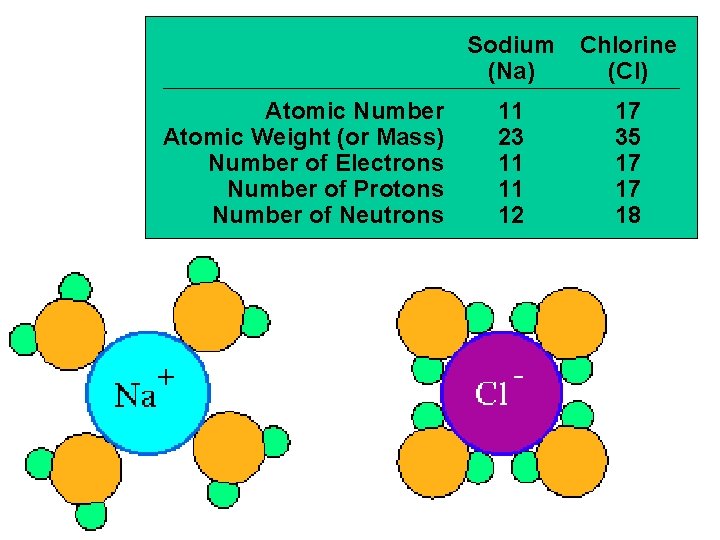 Atomic Number Atomic Weight (or Mass) Number of Electrons Number of Protons Number of