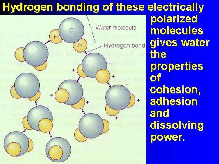 Hydrogen bonding of these electrically polarized molecules gives water the properties of cohesion, adhesion