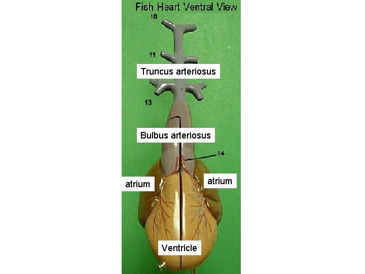 Truncus arteriosus Bulbus arteriosus atrium Ventricle 