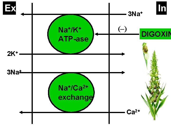 Ex 3 Na+ Na+/K+ ATP-ase (–) 2 K+ 3 Na+ Na+/Ca 2+ exchange Ca