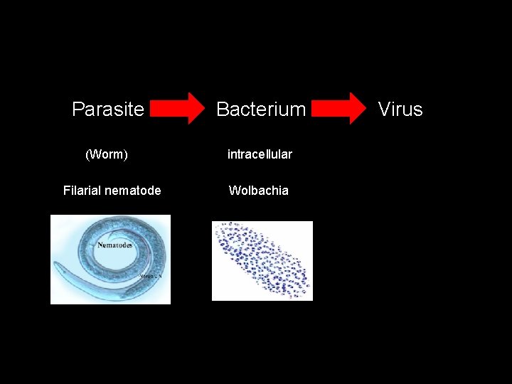 Parasite Bacterium Virus (Worm) intracellular Filarial nematode Wolbachia 