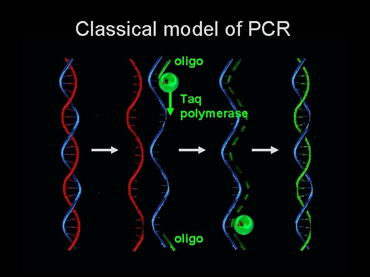 Classical model of PCR oligo Taq polymerase oligo 
