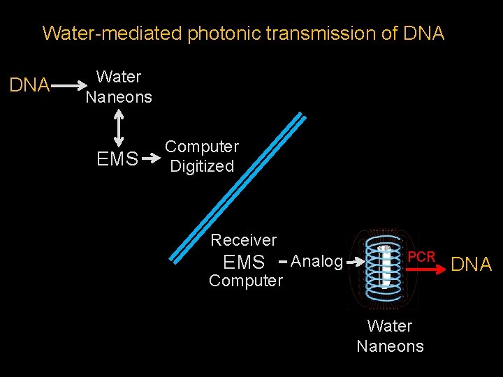 Water-mediated photonic transmission of DNA Water Naneons EMS Computer Digitized Receiver EMS Analog PCR
