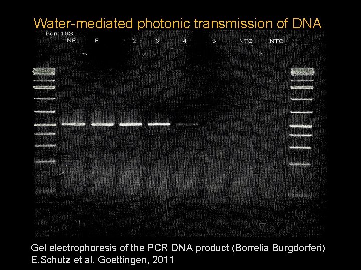 Water-mediated photonic transmission of DNA Gel electrophoresis of the PCR DNA product (Borrelia Burgdorferi)