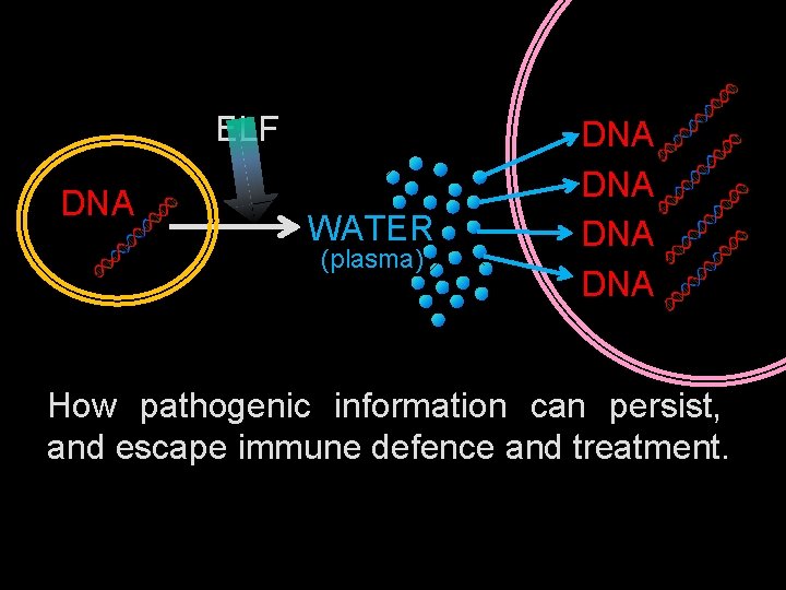 ELF DNA WATER (plasma) DNA DNA How pathogenic information can persist, and escape immune