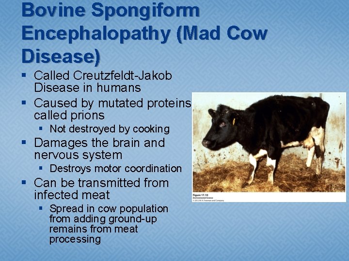 Bovine Spongiform Encephalopathy (Mad Cow Disease) § Called Creutzfeldt-Jakob Disease in humans § Caused