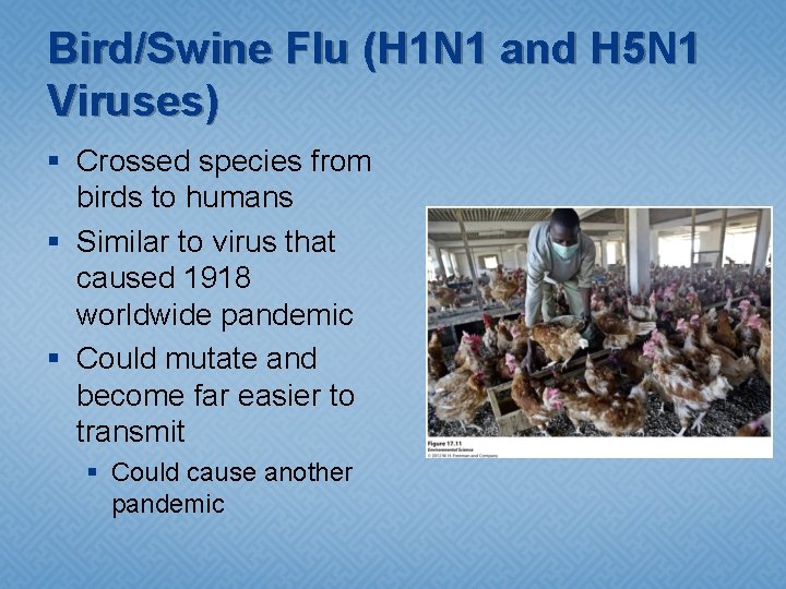 Bird/Swine Flu (H 1 N 1 and H 5 N 1 Viruses) § Crossed