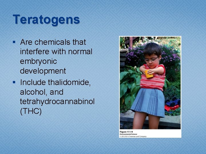 Teratogens § Are chemicals that interfere with normal embryonic development § Include thalidomide, alcohol,