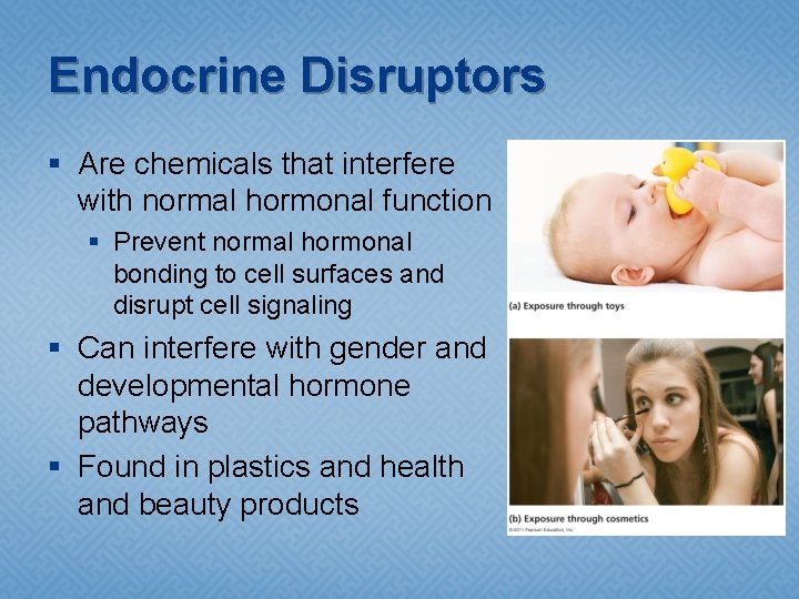 Endocrine Disruptors § Are chemicals that interfere with normal hormonal function § Prevent normal