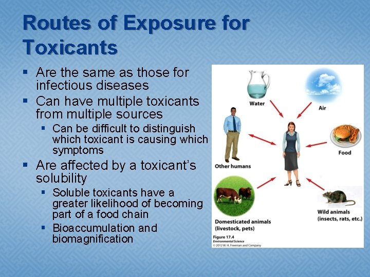 Routes of Exposure for Toxicants § Are the same as those for infectious diseases