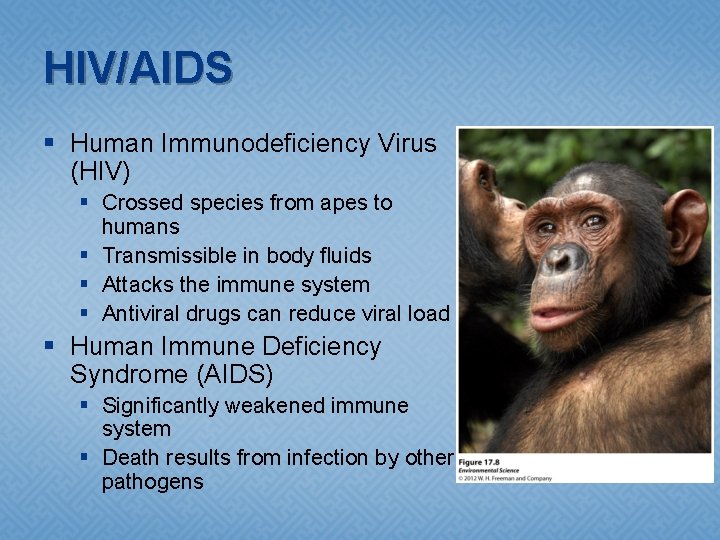 HIV/AIDS § Human Immunodeficiency Virus (HIV) § Crossed species from apes to humans §