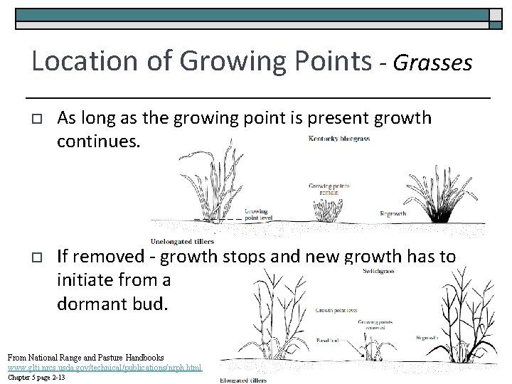 Location of Growing Points - Grasses o As long as the growing point is