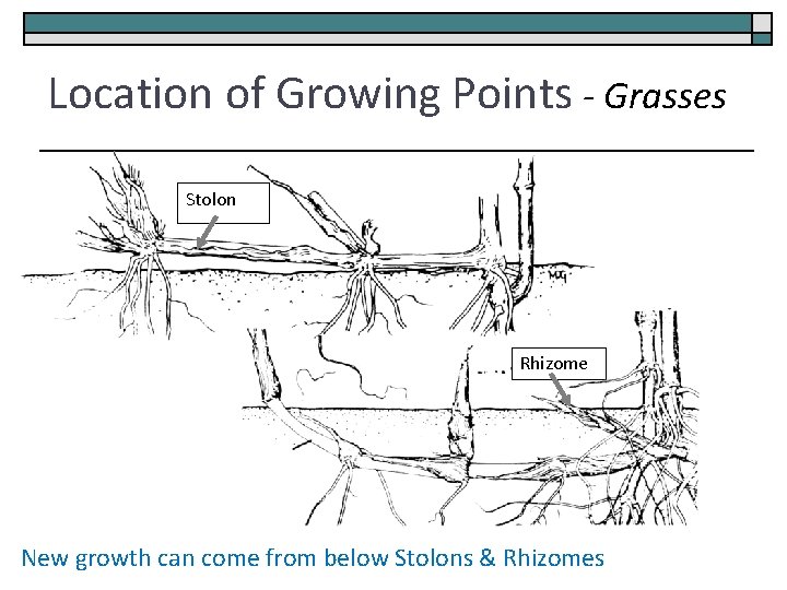Location of Growing Points - Grasses Stolon Rhizome New growth can come from below