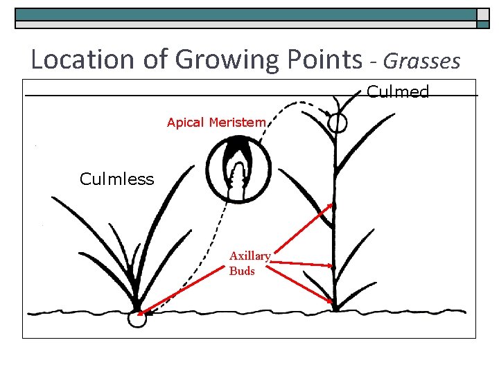 Location of Growing Points - Grasses Culmed Apical Meristem Culmless Axillary Buds 