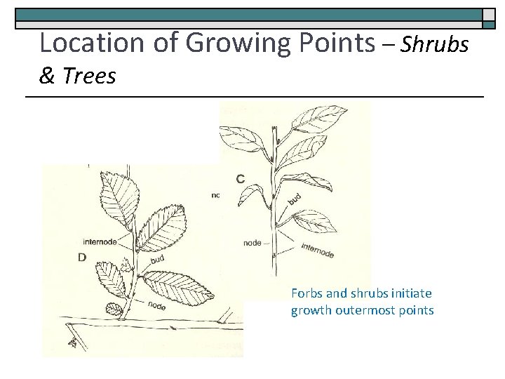 Location of Growing Points – Shrubs & Trees Forbs and shrubs initiate growth outermost