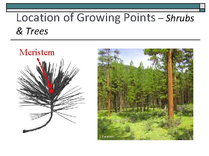 Location of Growing Points – Shrubs & Trees Meristem J. Peterson 
