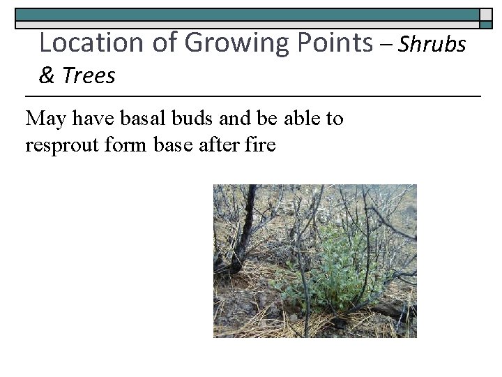 Location of Growing Points – Shrubs & Trees May have basal buds and be