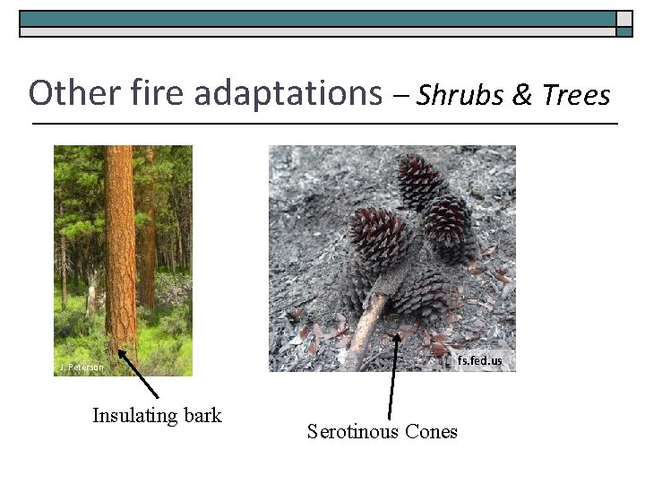 Other fire adaptations – Shrubs & Trees J. Peterson Insulating bark fs. fed. us