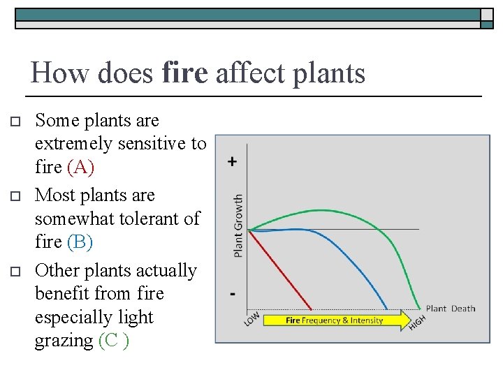 How does fire affect plants o o o Some plants are extremely sensitive to
