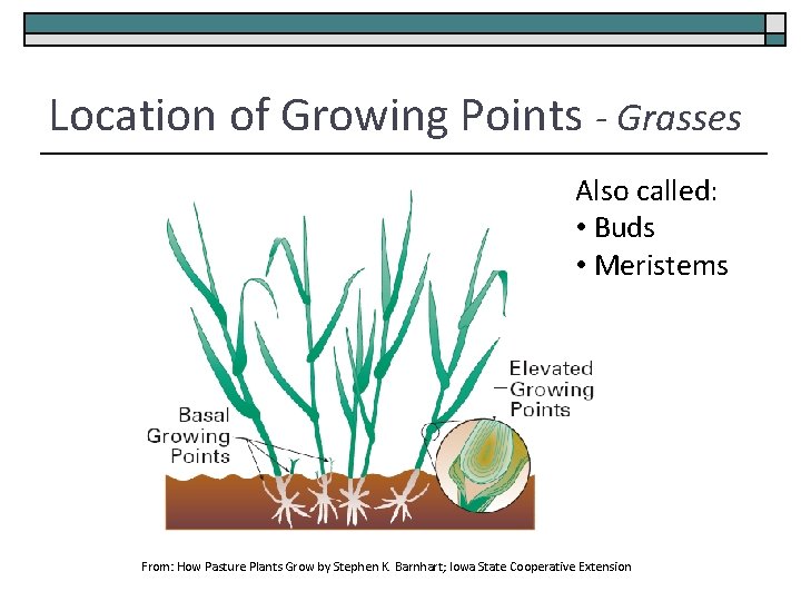 Location of Growing Points - Grasses Also called: • Buds • Meristems From: How