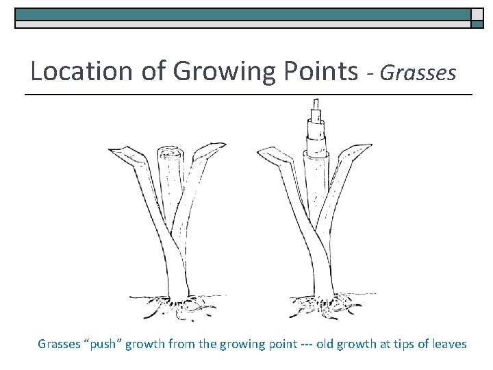 Location of Growing Points - Grasses “push” growth from the growing point --- old
