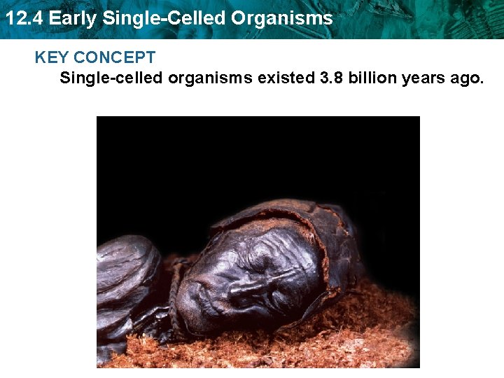 12. 4 Early Single-Celled Organisms KEY CONCEPT Single-celled organisms existed 3. 8 billion years