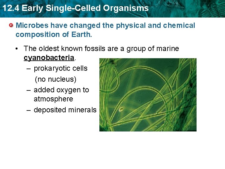 12. 4 Early Single-Celled Organisms Microbes have changed the physical and chemical composition of